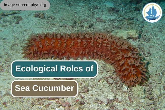 The Crucial Ecological Roles of Sea Cucumbers